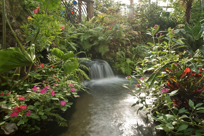 Butterfly Rainforest