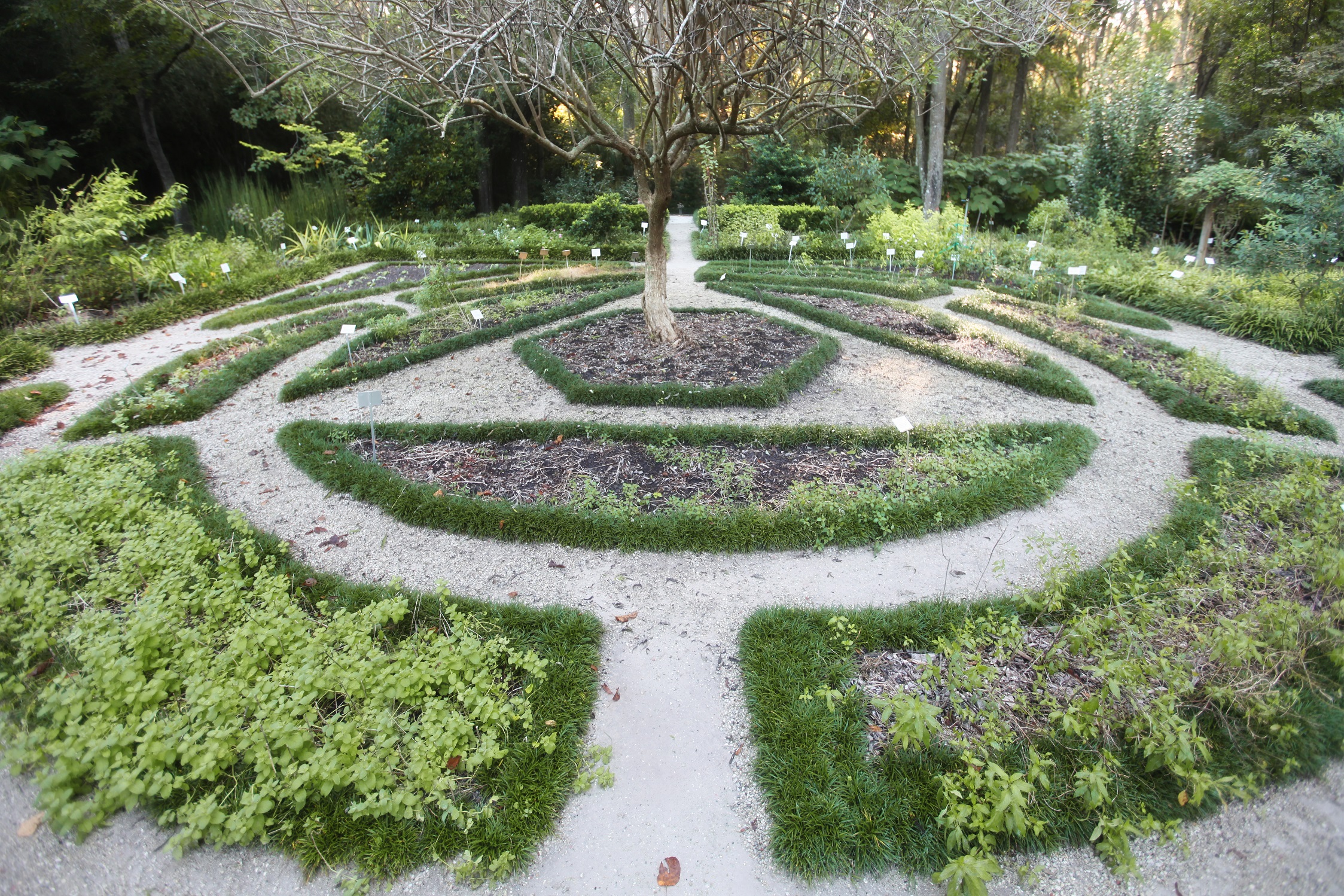 Image from Kanapaha Botanical Gardens in Gainesville, FL showcasing vibrant displays during their Spring Festival, highlighting the beauty of the gardens and community events.