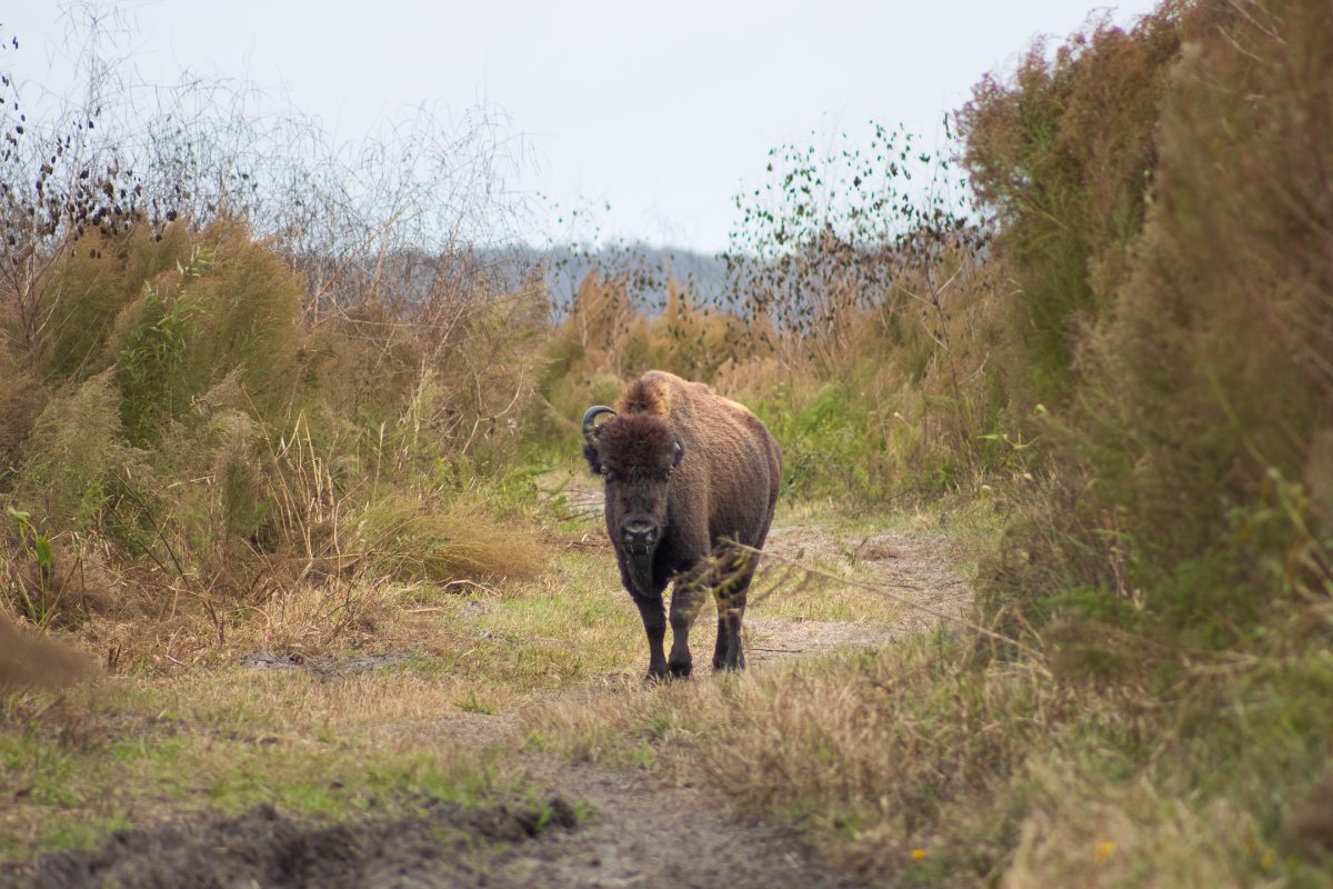 Bison grazing in Paynes Prairie, Gainesville, FL. The image highlights the area's unique wildlife and natural landscape.